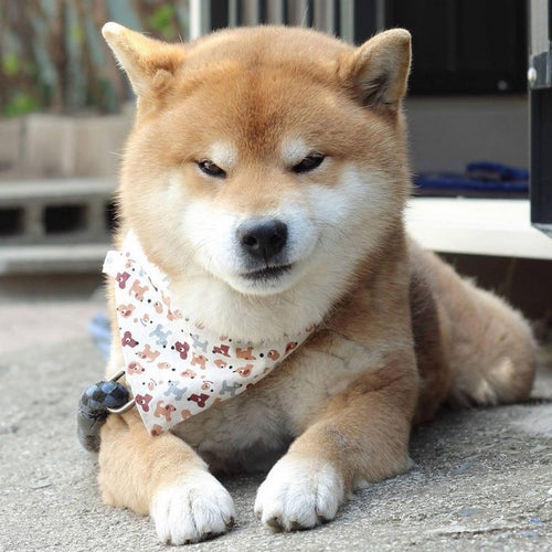Hachiko